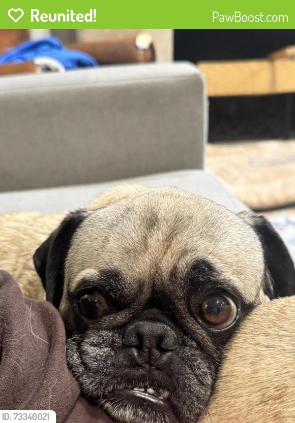 Reunited Male Dog last seen ridge route, near Trabuco, Lake Forest, CA 92630
