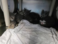 Shelter Stray Male Cat last seen Near W 152nd Street, NEW YORK, NY, 10031, 326 E 110th St, New York, NY 10029, USA