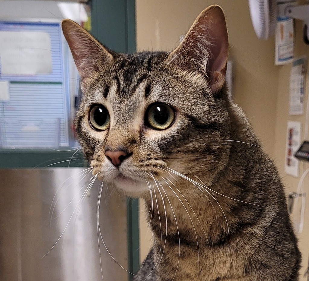 Shelter Stray Male Cat last seen OWNER SURRENDER, OR, 1700 W Historic Columbia River Hwy, Troutdale, OR 97060, USA