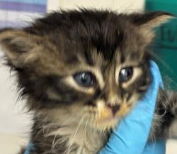 Shelter Stray Male Cat last seen SE 111th/Franklin, OR, 1700 W Historic Columbia River Hwy, Troutdale, OR 97060, USA
