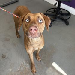 Shelter Stray Female Dog last seen Near S State Street, MURRAY CITY, UT, 84107, 511 W 3900 S, Salt Lake City, UT 84123, USA