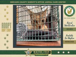 Shelter Stray Female Cat last seen Near A Lane, COCOA, FL, 32926, 5100 W Eau Gallie Blvd, Melbourne, FL 32934, USA