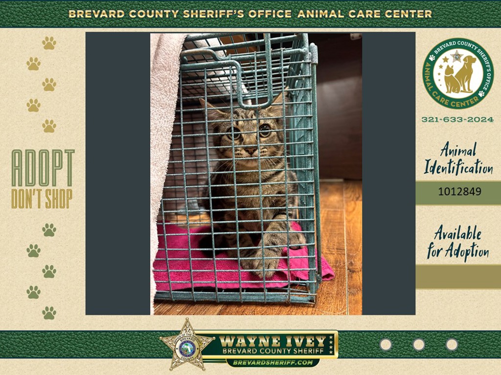 Shelter Stray Female Cat last seen Near Ackley Road, COCOA, FL, 32922, 5100 W Eau Gallie Blvd, Melbourne, FL 32934, USA