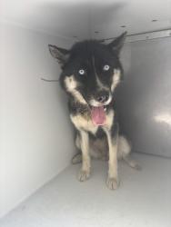 Shelter Stray Female Dog last seen Reymet Road, North Chesterfield, VA, 23237, 9300 Public Works Rd, Chesterfield, VA 23832, USA