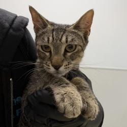Shelter Stray Female Cat last seen Near L Street, San Diego, CA, 92102, 5500 Gaines St, San Diego, CA 92110, USA