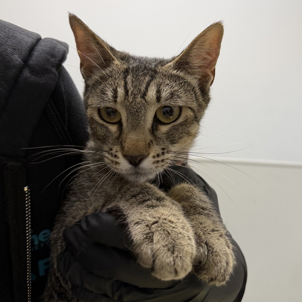 Shelter Stray Female Cat last seen Near L Street, San Diego, CA, 92102, 5500 Gaines St, San Diego, CA 92110, USA