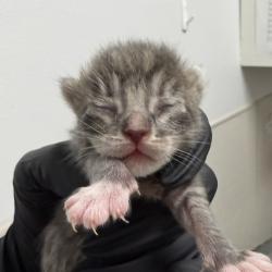 Shelter Stray Female Cat last seen Near L Street, San Diego, CA, 92102, 5500 Gaines St, San Diego, CA 92110, USA