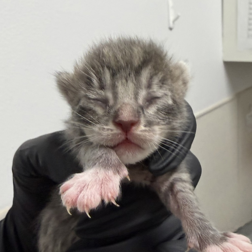 Shelter Stray Female Cat last seen Near L Street, San Diego, CA, 92102, 5500 Gaines St, San Diego, CA 92110, USA