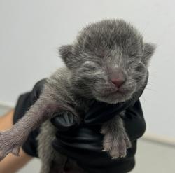 Shelter Stray Female Cat last seen Near L Street, San Diego, CA, 92102, 5500 Gaines St, San Diego, CA 92110, USA