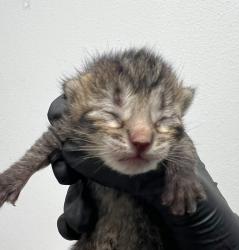 Shelter Stray Male Cat last seen Near L Street, San Diego, CA, 92102, 5500 Gaines St, San Diego, CA 92110, USA