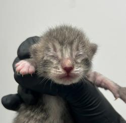 Shelter Stray Male Cat last seen Near L Street, San Diego, CA, 92102, 5500 Gaines St, San Diego, CA 92110, USA