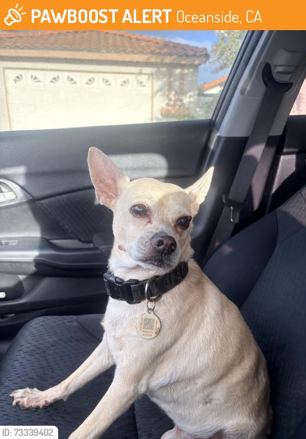 Found/Stray Male Dog last seen Gardenia and manzanita, Oceanside, CA 92057