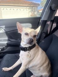 Found/Stray Male Dog last seen Gardenia and manzanita, Oceanside, CA 92057