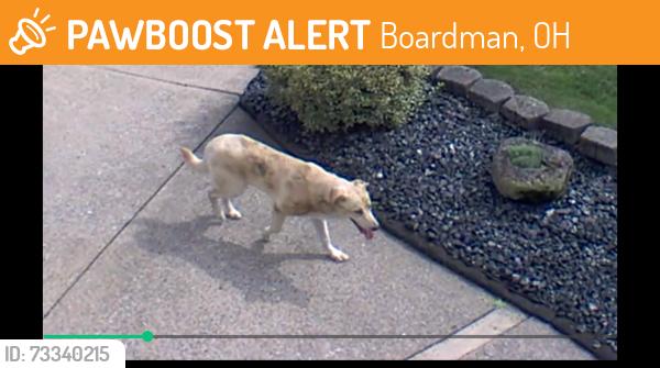 Found/Stray Unknown Dog last seen On wildwood in boardman Ohio roaming in backyards, Boardman, OH 44512