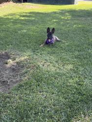 Lost Female Dog last seen Herndon rd, Modesto, CA 95351