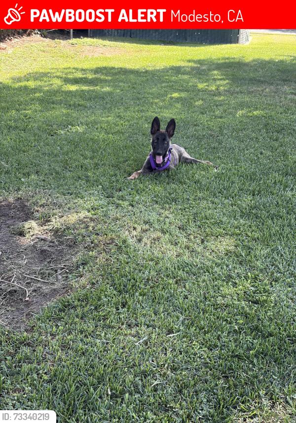 Lost Female Dog last seen Herndon rd, Modesto, CA 95351