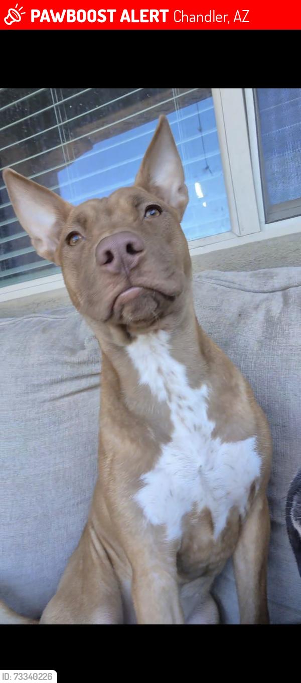 Lost Female Dog last seen Near s canal dr, Chandler, AZ 85225