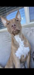 Lost Female Dog last seen Near s canal dr, Chandler, AZ 85225