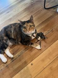 Lost Male Cat last seen Dartmouth and Coal, Albuquerque, NM 87106