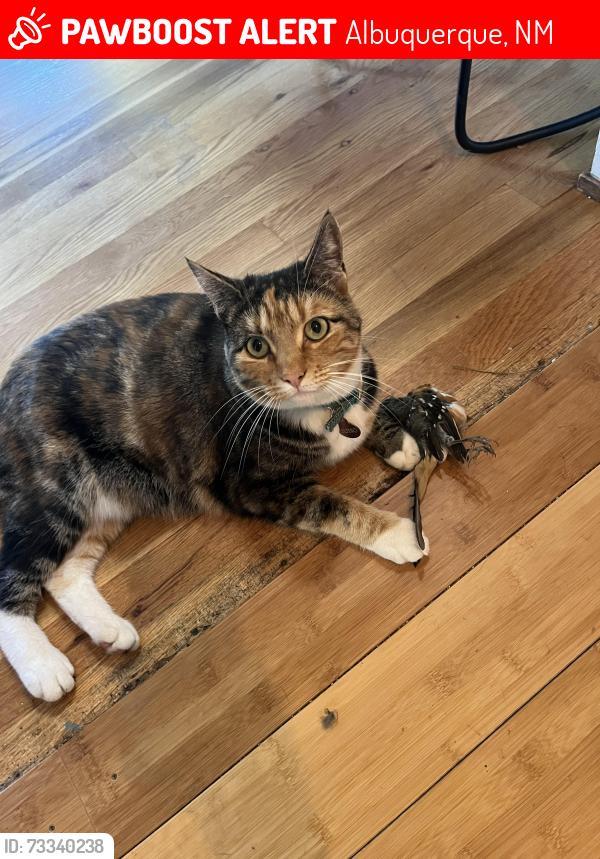 Lost Male Cat last seen Dartmouth and Coal, Albuquerque, NM 87106