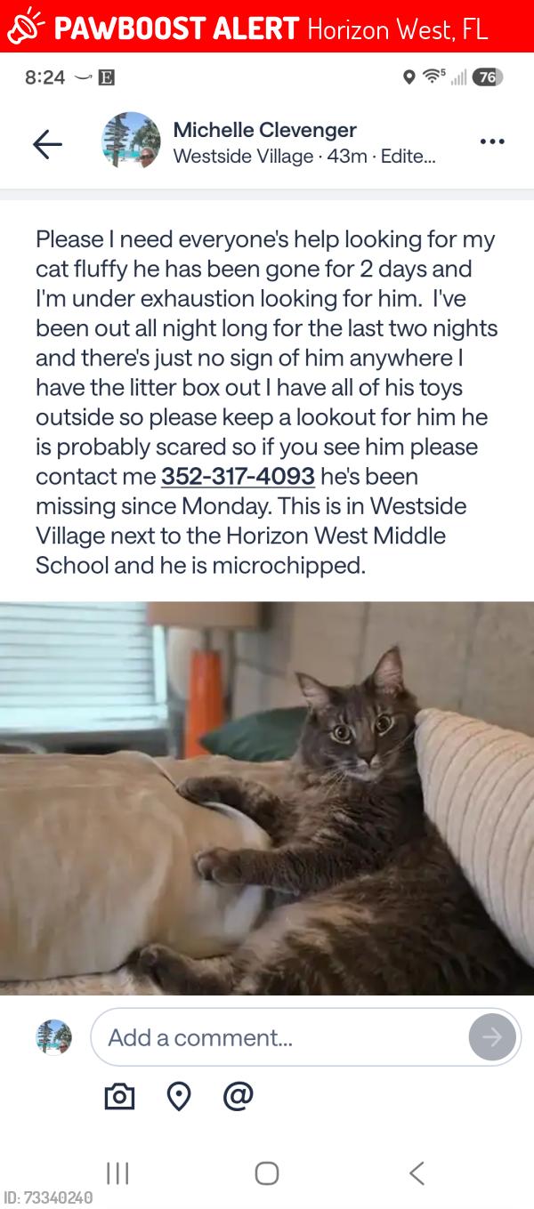 Lost Male Cat last seen Tattant & Guardian, Horizon West, FL 34786