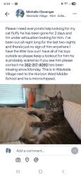 Lost Male Cat last seen Tattant & Guardian, Horizon West, FL 34786