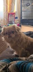 Lost Male Dog last seen On 10 1/2 ave between Hanford and-Armona rd and Houston Ave, Hanford, CA 93230
