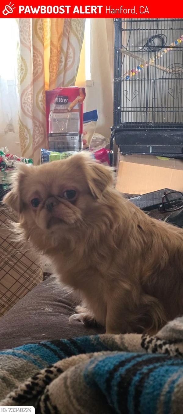 Lost Male Dog last seen On 10 1/2 ave between Hanford and-Armona rd and Houston Ave, Hanford, CA 93230