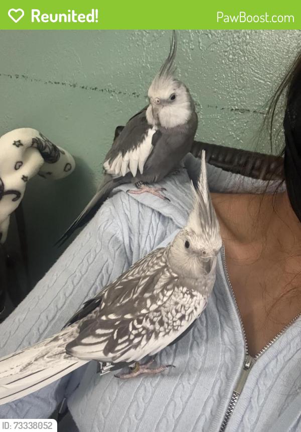 Reunited Female Bird last seen Beverly rd , rimpau, Corona, CA 92879