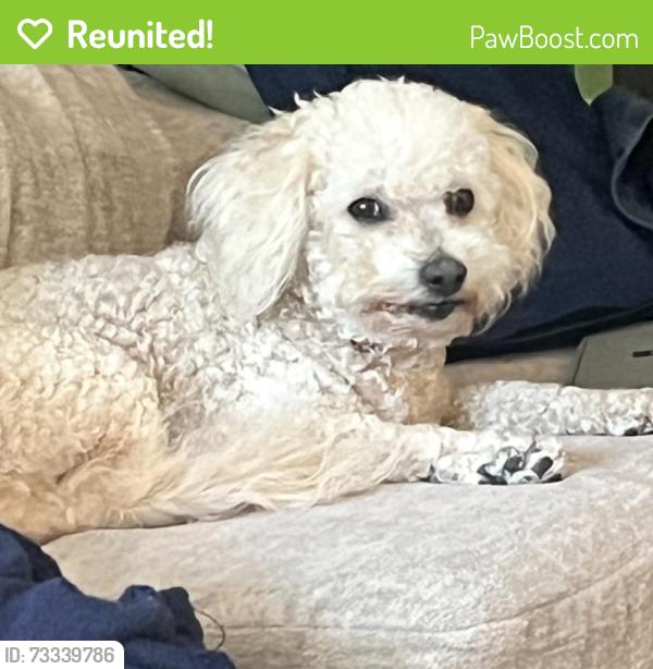 Reunited Male Dog last seen Revere ave, Fort Walton Beach, Fort Walton Beach, FL 32547