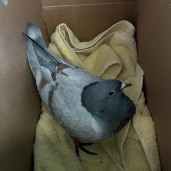 Shelter Stray Unknown Other last seen , 361 S Raymond Ave, Pasadena, CA 91105, USA