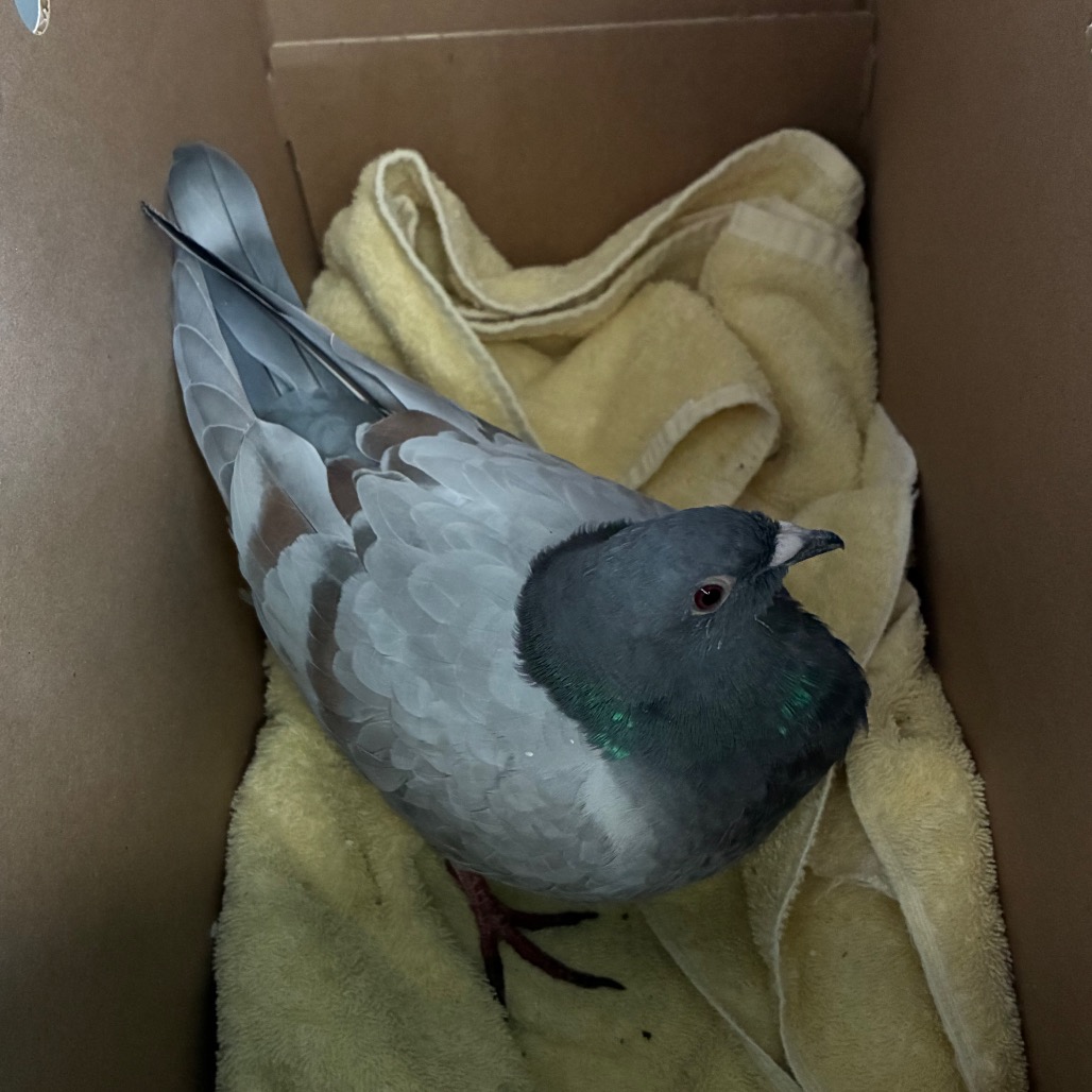 Shelter Stray Unknown Other last seen , 361 S Raymond Ave, Pasadena, CA 91105, USA