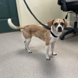 Shelter Stray Female Dog last seen , 361 S Raymond Ave, Pasadena, CA 91105, USA