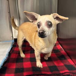 Shelter Stray Male Dog last seen , 980 Guilford College Rd, Greensboro, NC 27409, USA