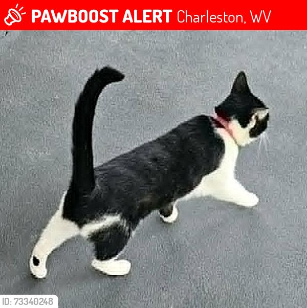 Lost Female Cat last seen 1/4 mile past Browns Church, Charleston, WV 25303
