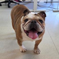 Shelter Stray Female Dog last seen , 361 S Raymond Ave, Pasadena, CA 91105, USA