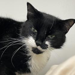 Shelter Stray Male Cat last seen , Animal Care & Control Team of Philly, 111 W Hunting Park Ave, Philadelphia, PA 19140, USA