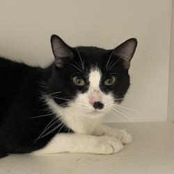 Shelter Stray Male Cat last seen , Animal Care & Control Team of Philly, 111 W Hunting Park Ave, Philadelphia, PA 19140, USA