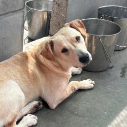 Shelter Stray Male Dog last seen , 361 S Raymond Ave, Pasadena, CA 91105, USA