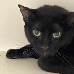 Shelter Stray Male Cat last seen , Animal Care & Control Team of Philly, 111 W Hunting Park Ave, Philadelphia, PA 19140, USA