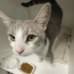 Shelter Stray Male Cat last seen , Animal Care & Control Team of Philly, 111 W Hunting Park Ave, Philadelphia, PA 19140, USA