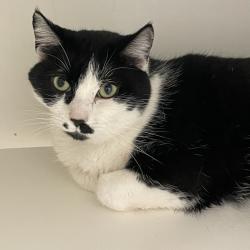 Shelter Stray Female Cat last seen , Animal Care & Control Team of Philly, 111 W Hunting Park Ave, Philadelphia, PA 19140, USA