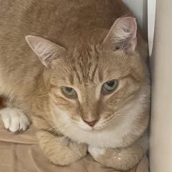 Shelter Stray Male Cat last seen , Animal Care & Control Team of Philly, 111 W Hunting Park Ave, Philadelphia, PA 19140, USA