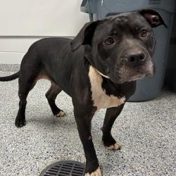 Shelter Stray Female Dog last seen , 328 Furman Hall Rd, Greenville, SC 29609, USA