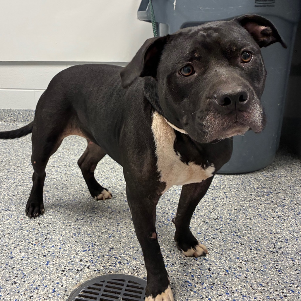 Shelter Stray Female Dog last seen , 328 Furman Hall Rd, Greenville, SC 29609, USA