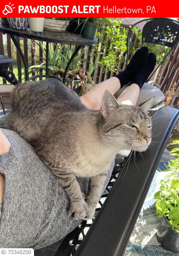 Lost Female Cat last seen Main Street and Hess Avenue, Hellertown, PA 18055