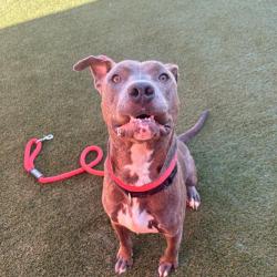 Shelter Stray Male Dog last seen , Animal Care & Control Team of Philly, 111 W Hunting Park Ave, Philadelphia, PA 19140, USA