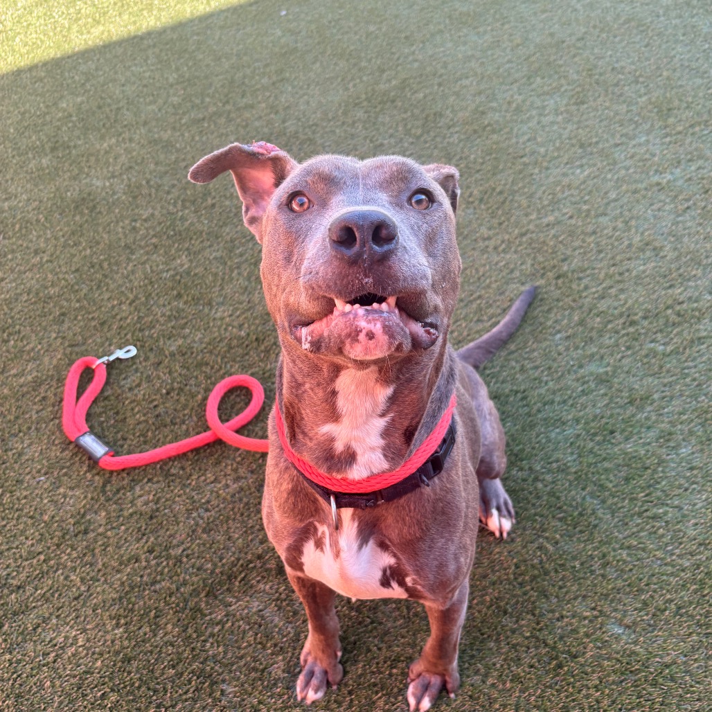 Shelter Stray Male Dog last seen , Animal Care & Control Team of Philly, 111 W Hunting Park Ave, Philadelphia, PA 19140, USA