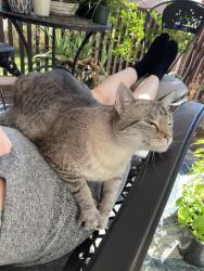 Lost Female Cat last seen Main Street and Hess Avenue, Hellertown, PA 18055