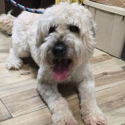Shelter Stray Male Dog last seen , 2960 Shafto Rd, Tinton Falls, NJ 07753, USA